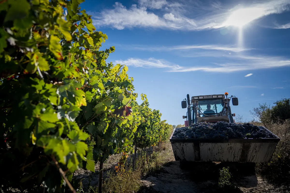 Remolque cargado de uva en el viñedo