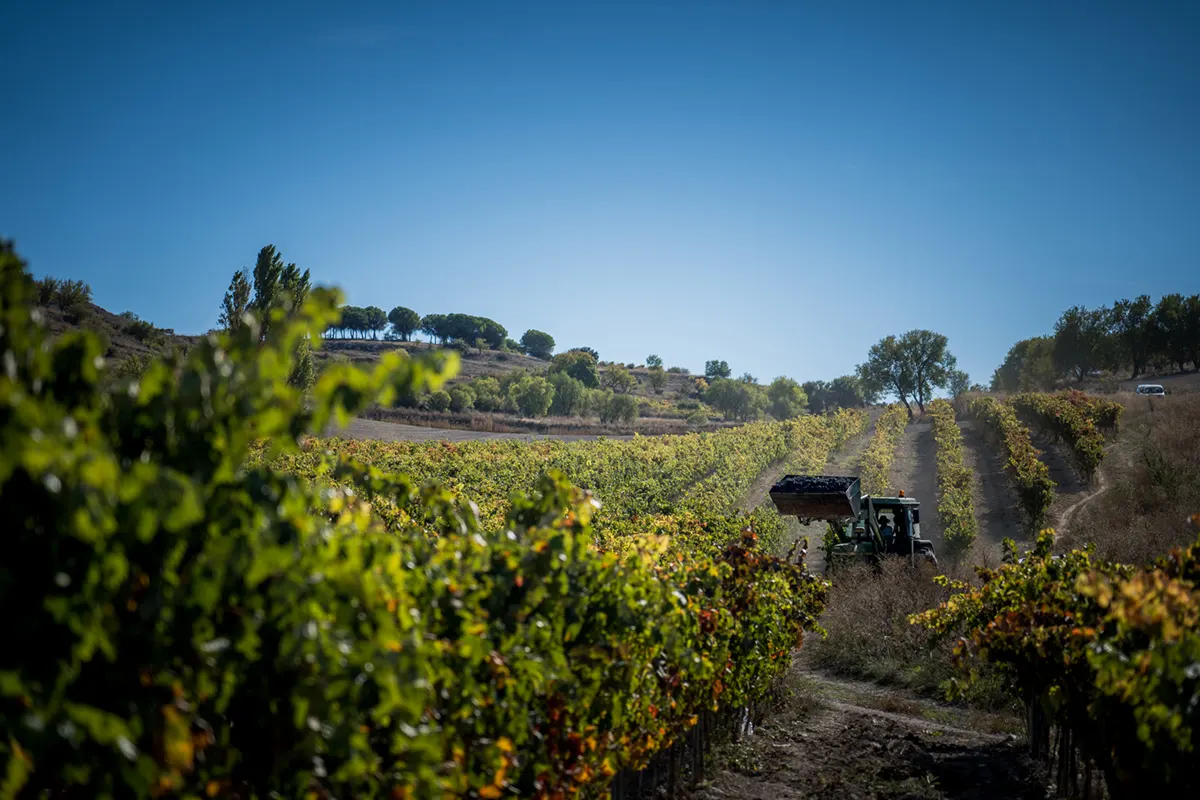 Viñedo de altura en verano