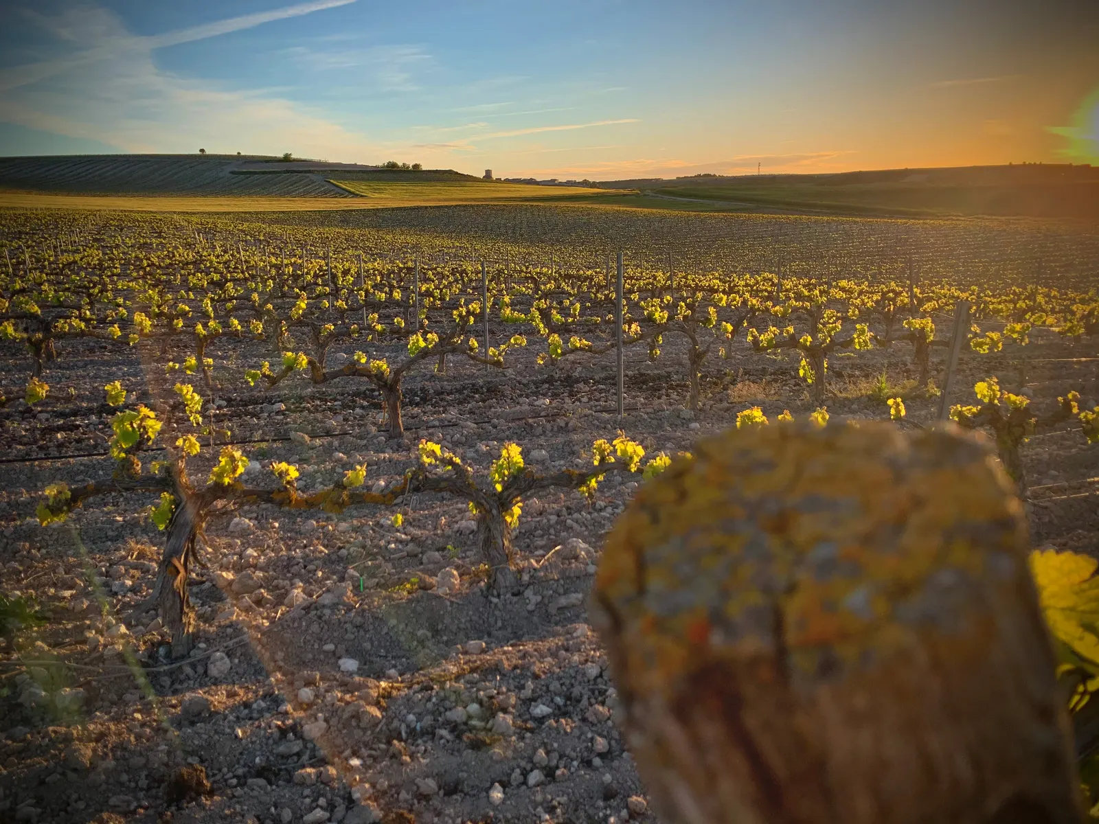 Viñedo de Olimarum al atardecer en el páramo de Canalejas de Peñafiel