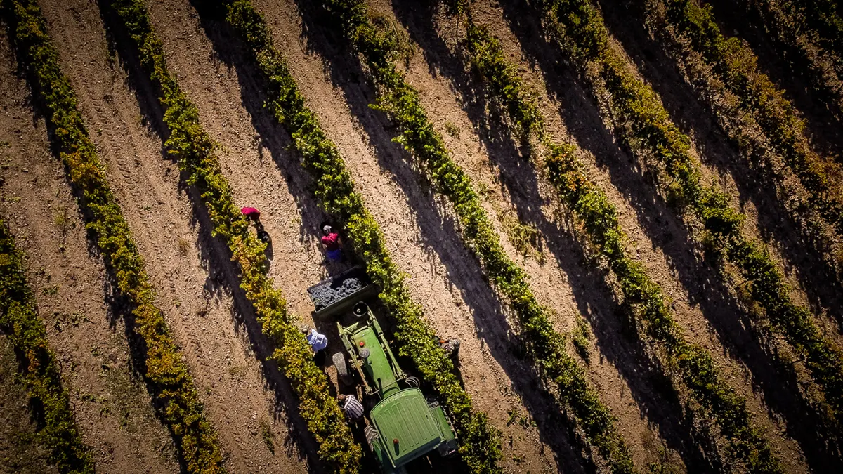 Vista aérea de las hileras del viñedo con un tractor