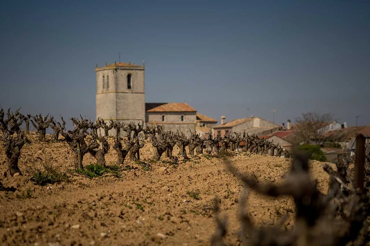 Cepas viejas frente a la iglesia de Canalejas de Peñafiel